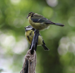 B irds on feeder outside of dining room window