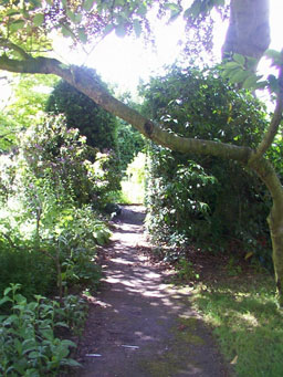 path in the garden