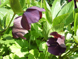 Hellebores in late winter